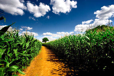Il mais fa parte dell'agricoltura tradizionale