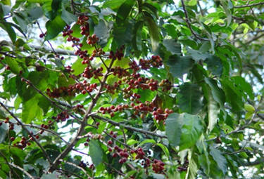 Il caff&eagrave;, uno dei prodotti agricoli più importanti;