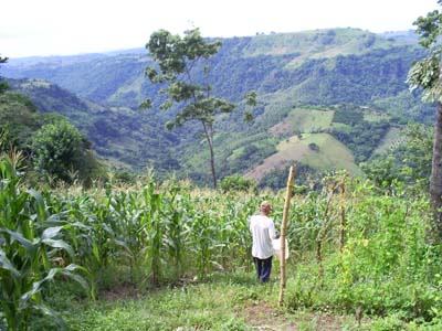 Il mais è uno dei principali prodotti agricoli d'El Salvador