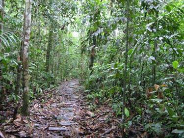 Foresta tropicale -
Parco Nazionale Manu