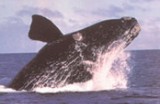 Non è difficile vedere una balena alla Penisola Valdés
