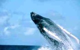 Balene gobba nella bahia di Samaná